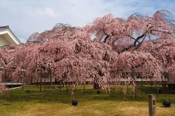 Weeping Cherry