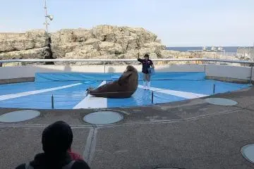 Walrus Show