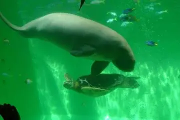 Toba Aquarium