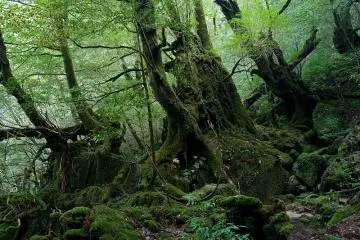 Shiratani Unsuikyo