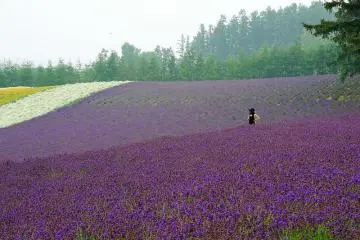 Farm Tomita