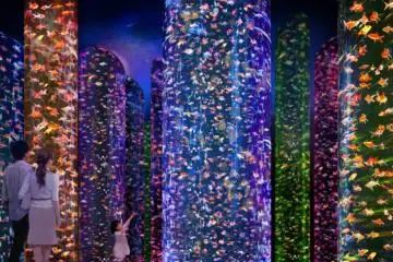 The Forest of Goldfish (Kingyo no Mori)