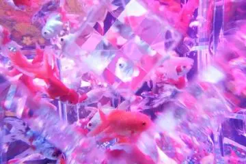 Kaleidorium