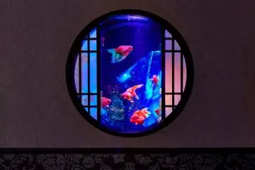 Art Aquarium Museum