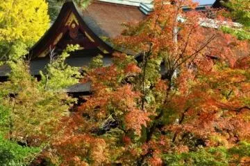 Autumn Leaves