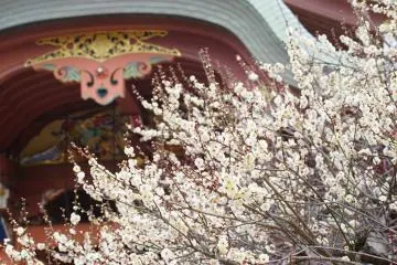 Plum (Ume) Trees