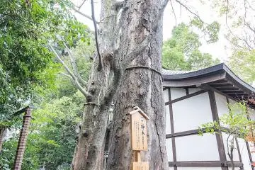Zelkova Trees