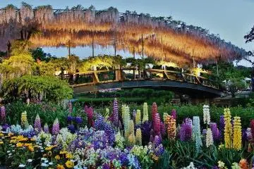 Parque de Flores Ashikaga 