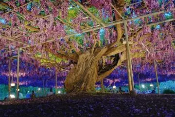 The Great Wisteria