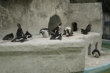 Ueno Zoo