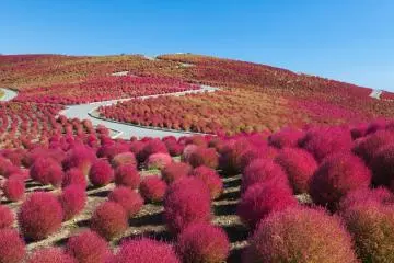 Hitachi Seaside Park