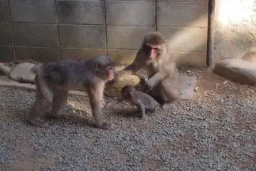 Macaques