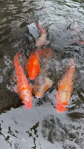 Hida City: The Koi of Hida Furukawa